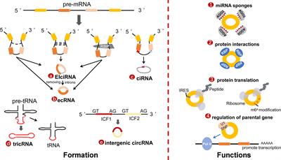 CircRNAs in Malignant Tumor Radiation: The New Frontier as Radiotherapy Biomarkers